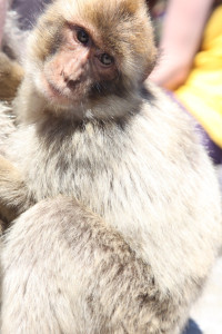 Barbary macaque, Monkey in Gibraltar